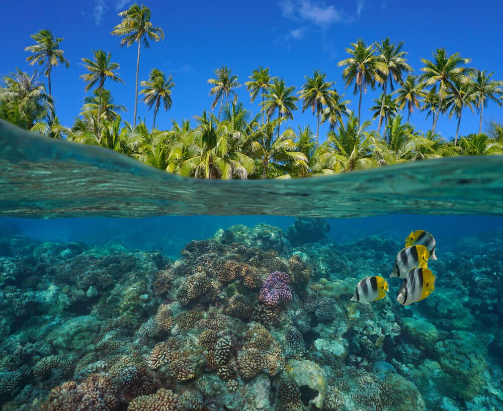 Coral reef with tropical fish underwater and green foliage of coconut palm trees