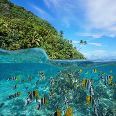 Over and under the sea near the shore of a lush wild coast with a school of tropical fish underwater split by waterline